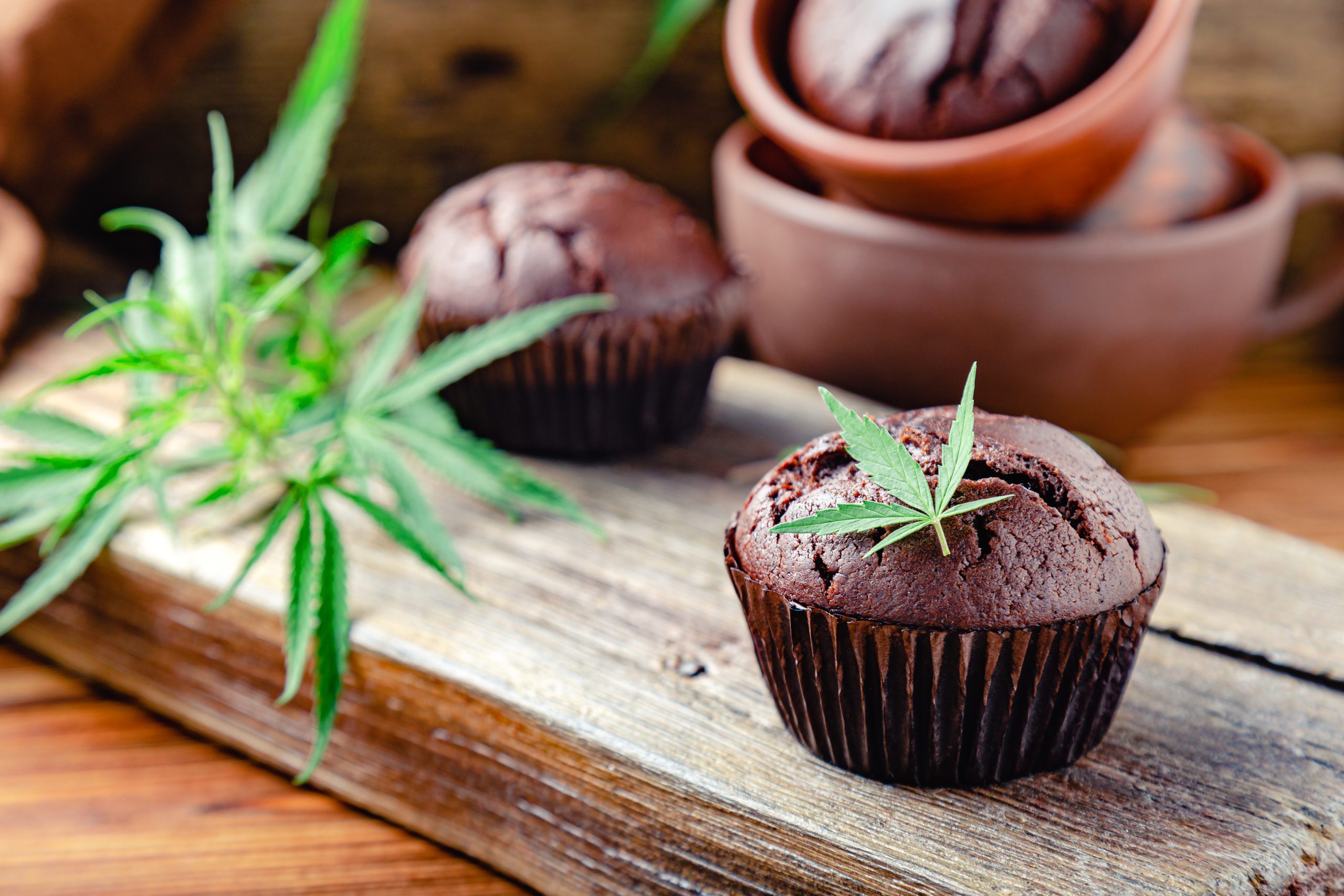 Chocolate cupcake muffins with cannabis leaves, weed cbd. Medical marijuana hemp drugs in food dessert. Cooking baking chocolate weed muffins. Cupcake with marijuana on dark brown wooden table.