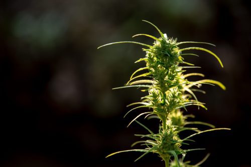 Marijuana leaves, Cannabis on beautiful background.