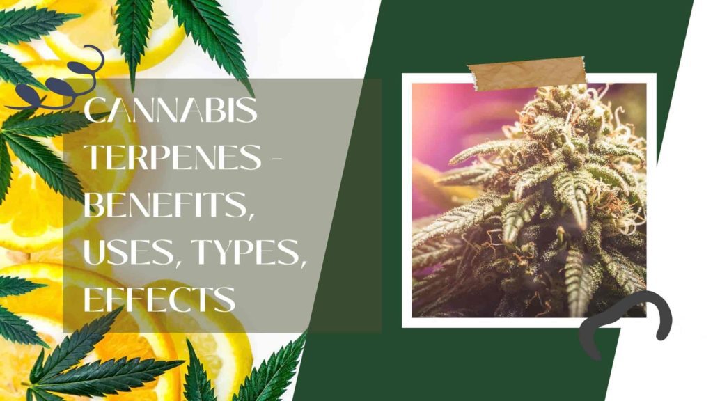 Cannabis Terpenes - Benefits, Uses, Types, Effects