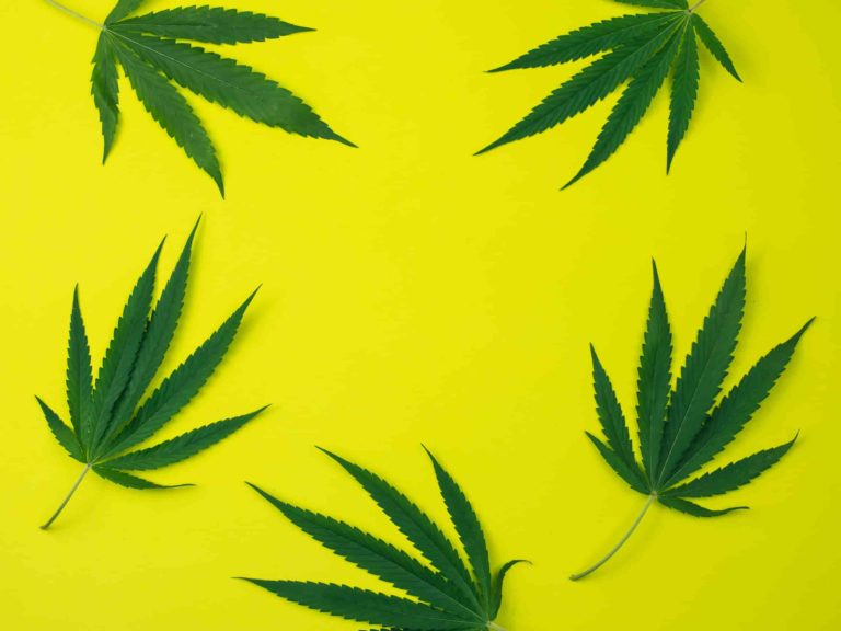 top-view-of-cannabis-leaves-on-yellow-background-2021-09-04-08-05-20-utc (1) (1)