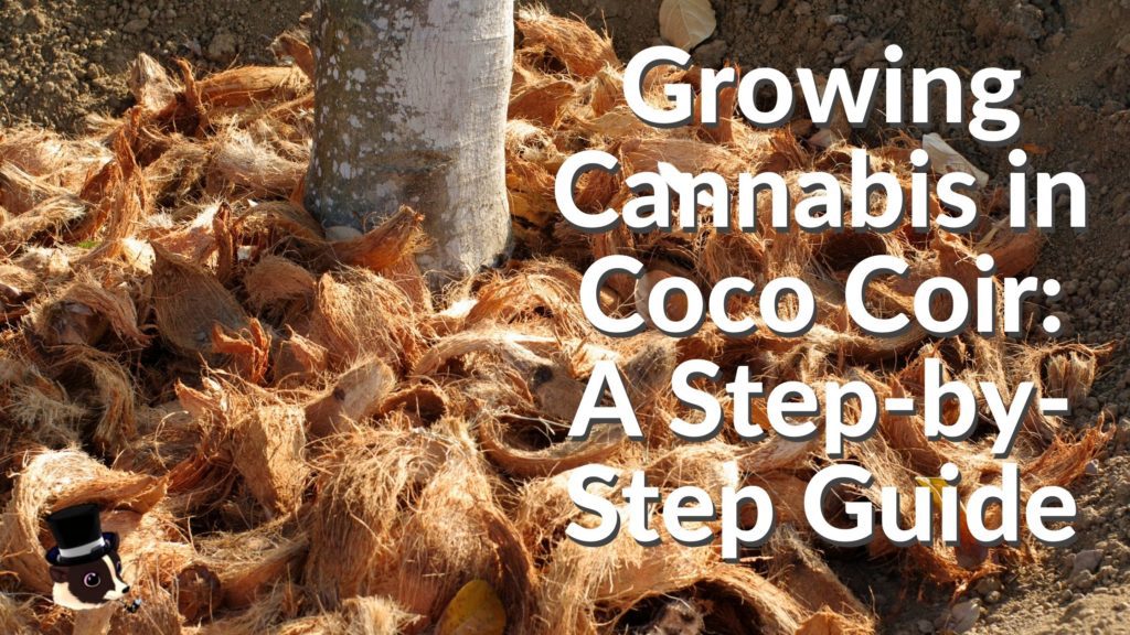 Growing in coco coir
