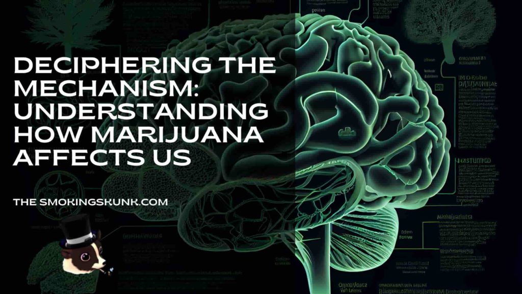 Deciphering the Mechanism Understanding How Marijuana Affects Us