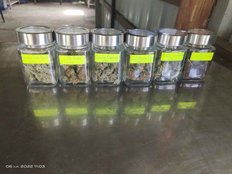 Cannabis Hut Phuket WEED 2 768x576