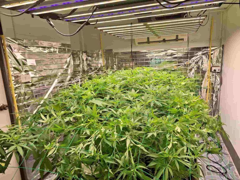 Energy Cannabis Insd Img 768x576