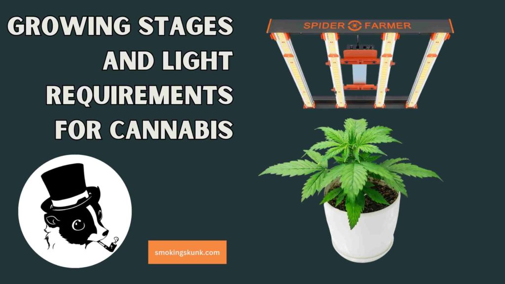 Growing Stages and Light Requirements for Cannabis