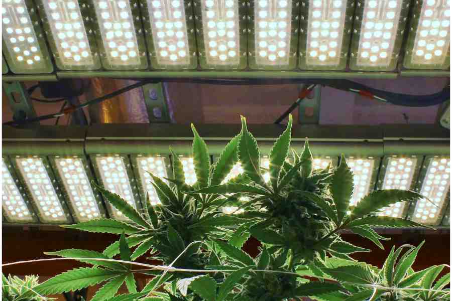 LED Growlight growing cannabis