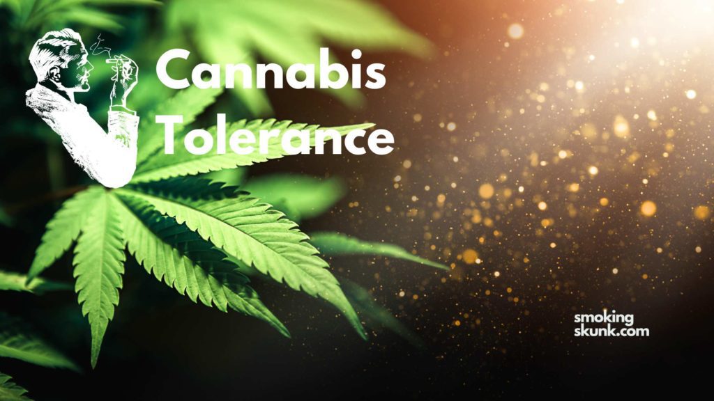 Cannabis Tolerance: An In-depth Insight into Understanding and Managing it