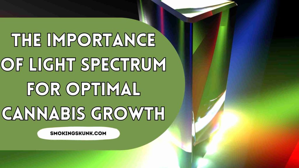 The Importance of Light Spectrum for Optimal Cannabis Growth