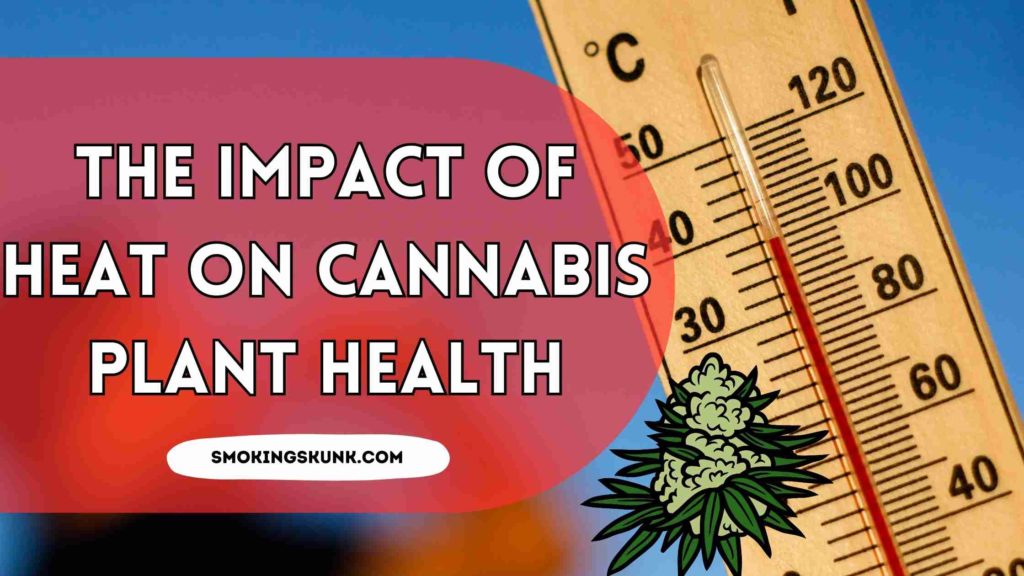 The Impact of Heat on Cannabis Plant Health