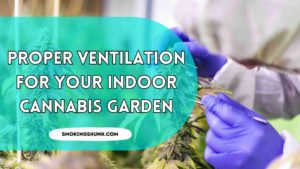 Proper Ventilation for Your Indoor Cannabis Garden