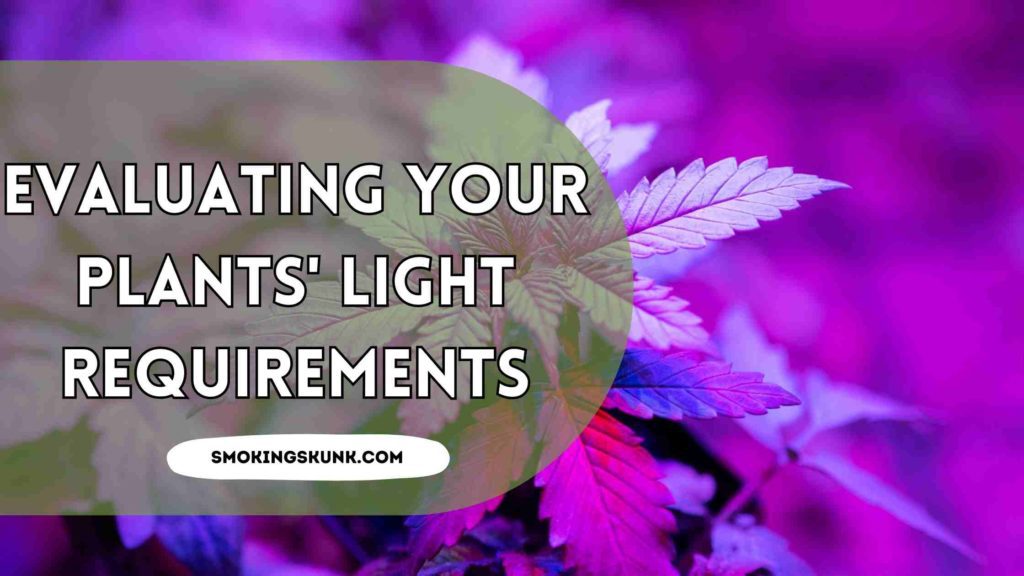Evaluating Your Plants' Light Requirements