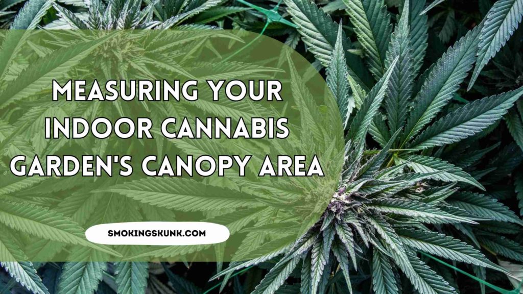 Measuring Your Indoor Cannabis Garden's Canopy Area