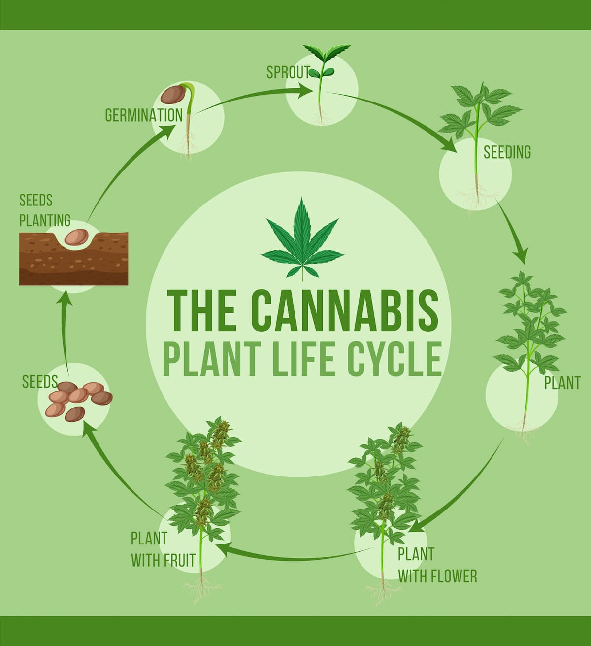 Do Cannabis Plants Grow at Night? A Deep Dive into the Nocturnal Life ...