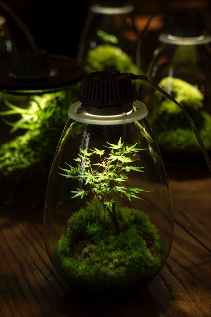 green plant in clear glass terrarium with lights