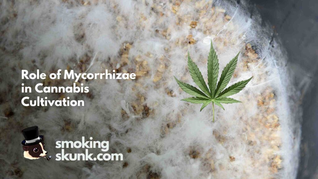 Role of Mycorrhizae in Cannabis Cultivation