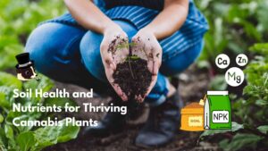 Soil Health and Nutrients for Thriving Cannabis Plants