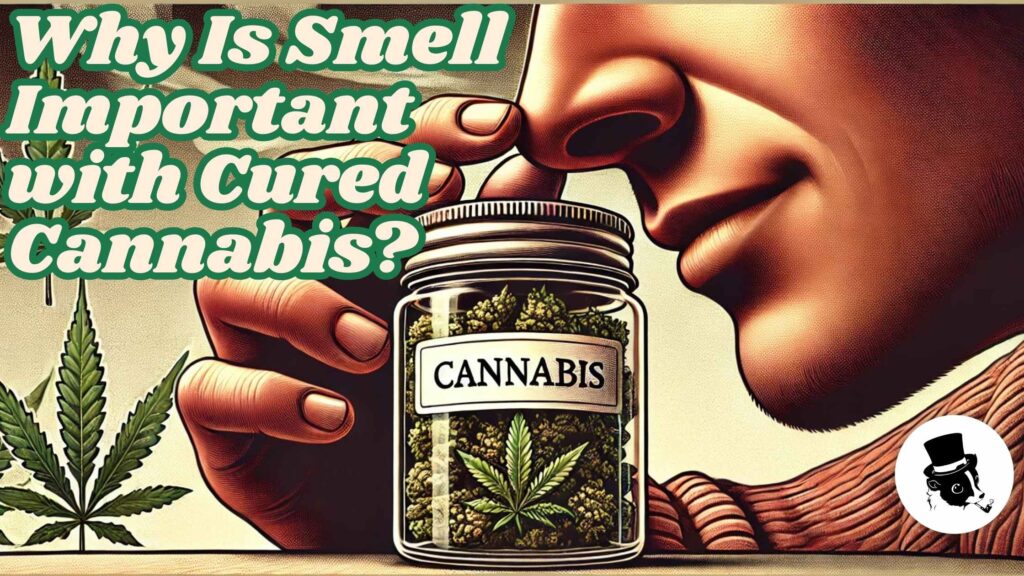 Why Is Smell Important with Cured Cannabis